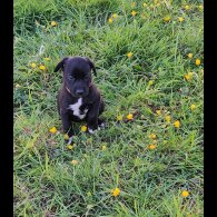 Mixed Breed - Dogs