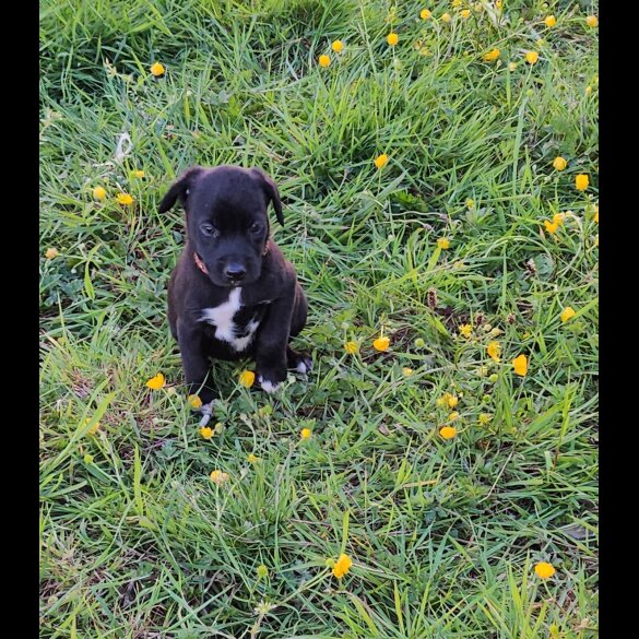 Mixed Breed - Dogs