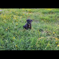 Mixed Breed - Dogs