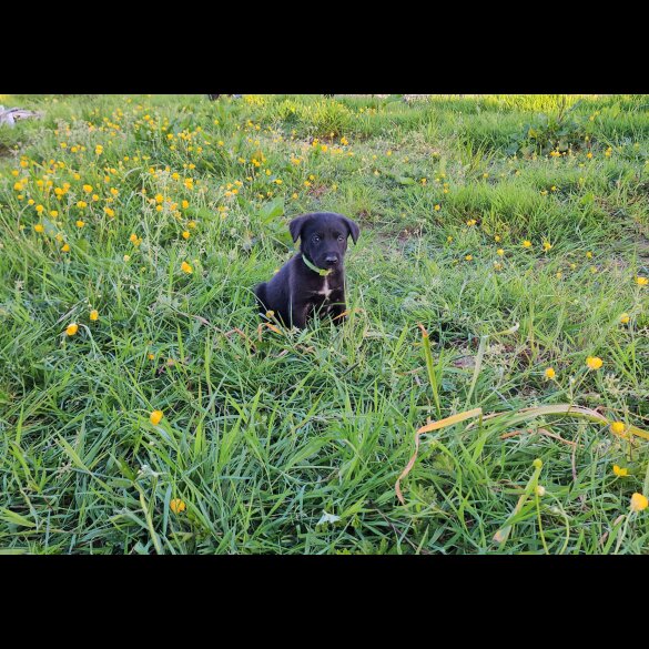 Mixed Breed - Dogs