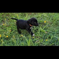 Mixed Breed - Dogs
