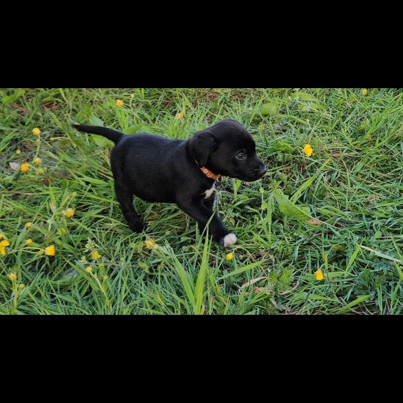 Mixed Breed - Dogs