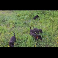 Mixed Breed - Dogs