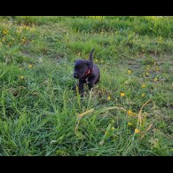 Mixed Breed - Dogs