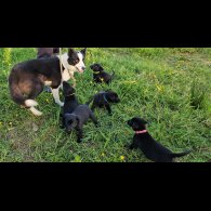 Mixed Breed - Dogs