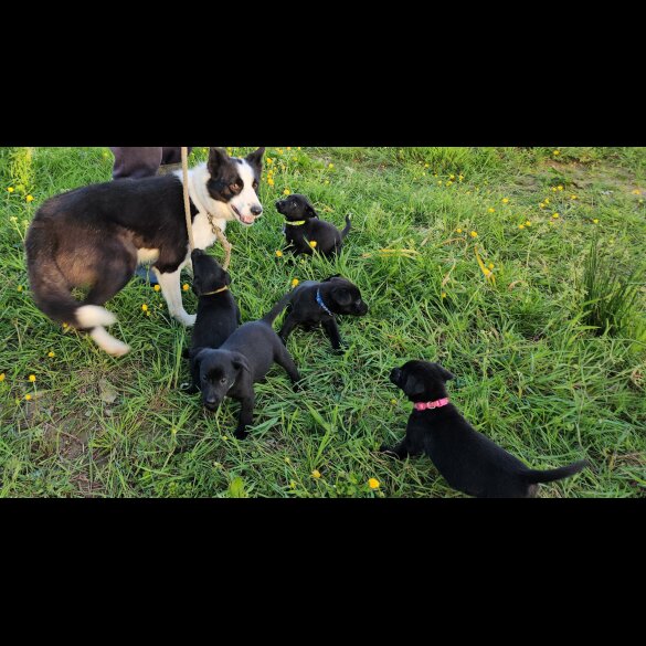 Mixed Breed - Dogs