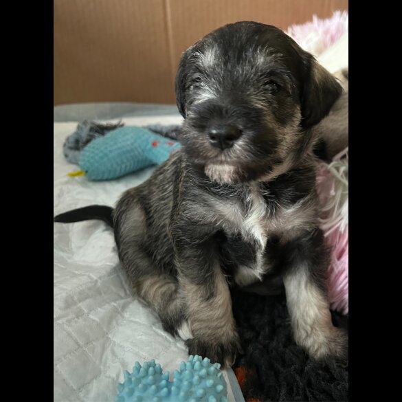 Mixed Breed - Dogs