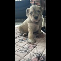 Mixed Breed - Dogs