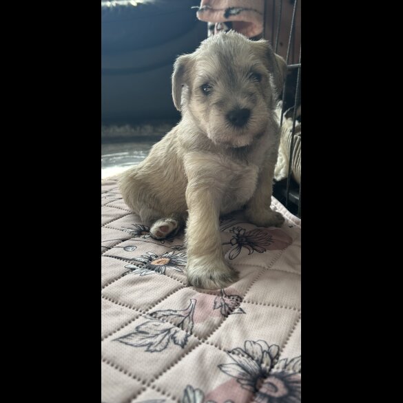 Mixed Breed - Dogs