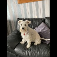 Mixed Breed - Dogs