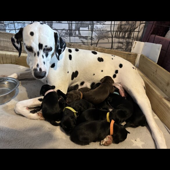Mixed Breed - Bitches