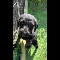Mixed Breed - Dogs