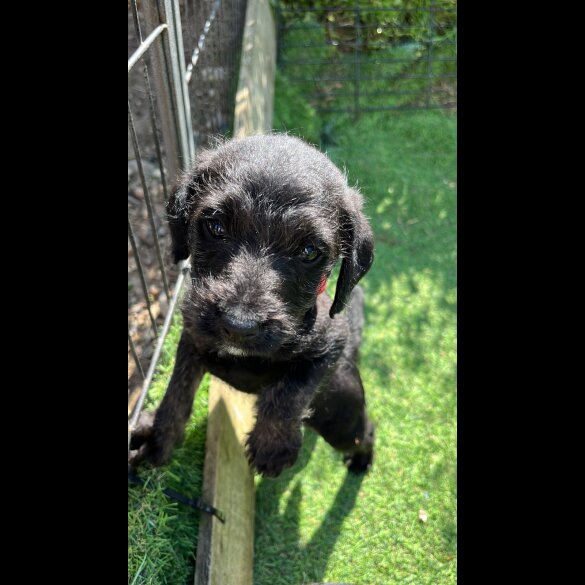 Mixed Breed - Dogs