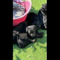 Mixed Breed - Dogs
