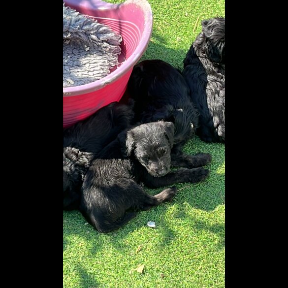 Mixed Breed - Dogs