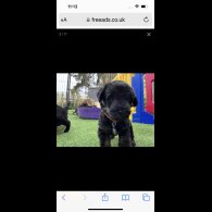 Mixed Breed - Dogs