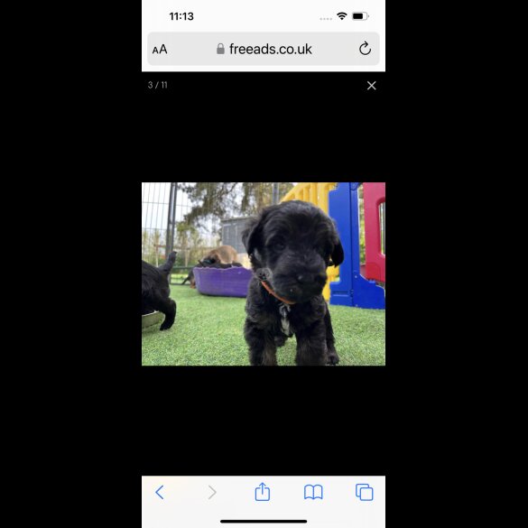 Mixed Breed - Dogs