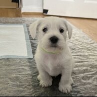 Mixed Breed - Dogs
