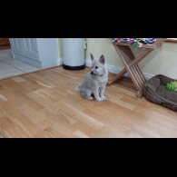 Norwegian Buhund - Bitches