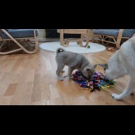 Norwegian Buhund - Bitches