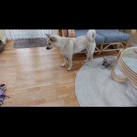 Norwegian Buhund - Bitches