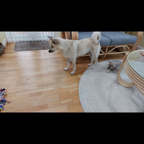Norwegian Buhund - Bitches