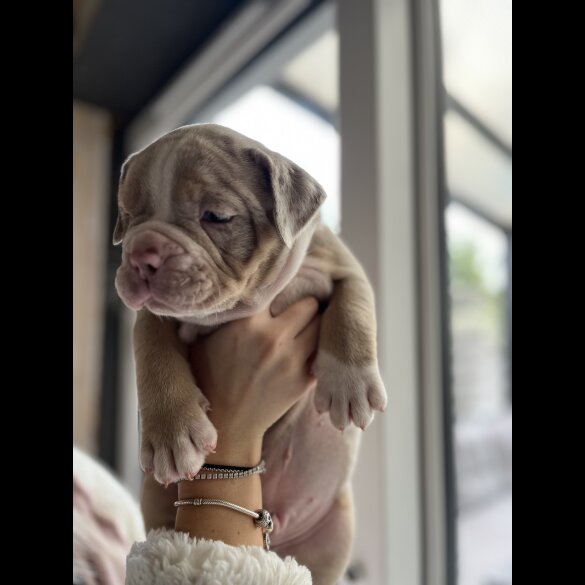 Dorset Olde Tyme Bulldogge - Both