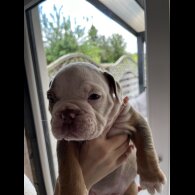 Dorset Olde Tyme Bulldogge - Both