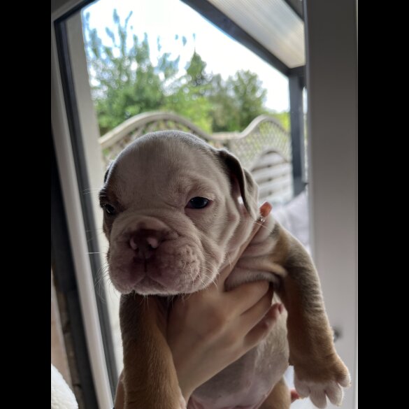 Dorset Olde Tyme Bulldogge - Both