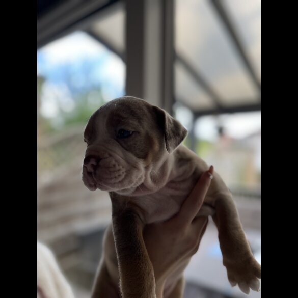 Dorset Olde Tyme Bulldogge - Both