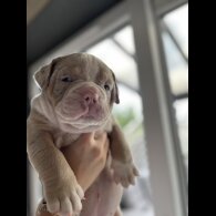 Dorset Olde Tyme Bulldogge - Both