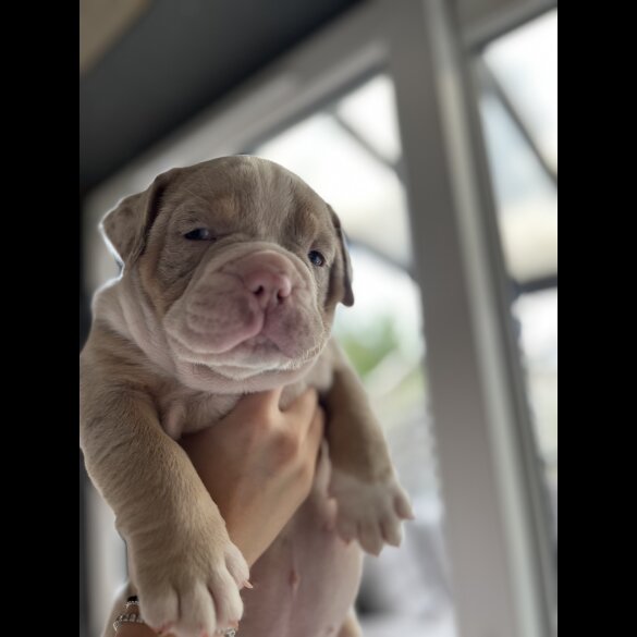 Dorset Olde Tyme Bulldogge - Both