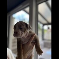 Dorset Olde Tyme Bulldogge - Both