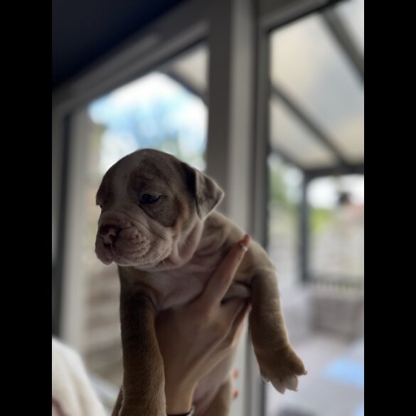 Dorset Olde Tyme Bulldogge - Both