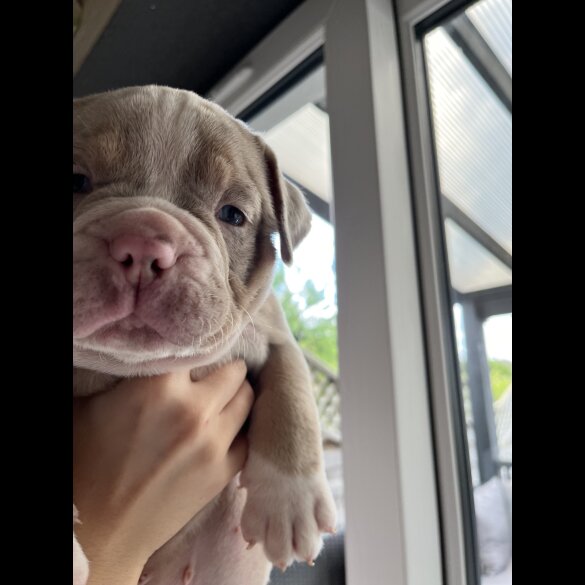 Dorset Olde Tyme Bulldogge - Both