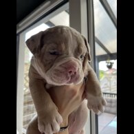 Dorset Olde Tyme Bulldogge - Both