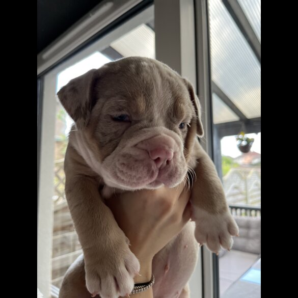 Dorset Olde Tyme Bulldogge - Both