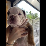 Dorset Olde Tyme Bulldogge - Both