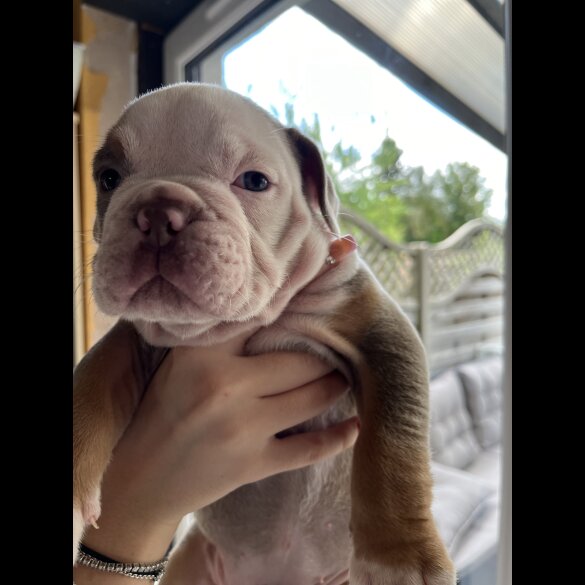 Dorset Olde Tyme Bulldogge - Both