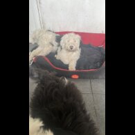 Old English Sheepdog - Both