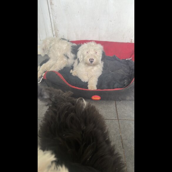 Old English Sheepdog - Both