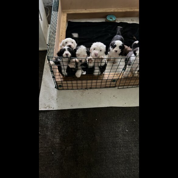 Old English Sheepdog - Both