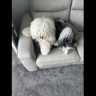 Old English Sheepdog - Both