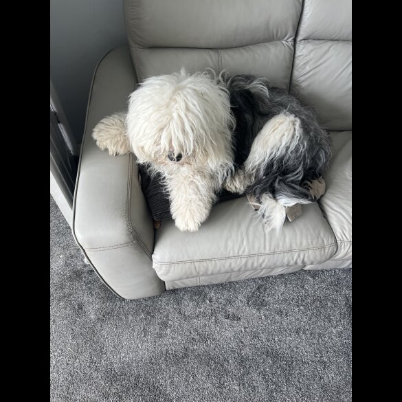 Old English Sheepdog - Both