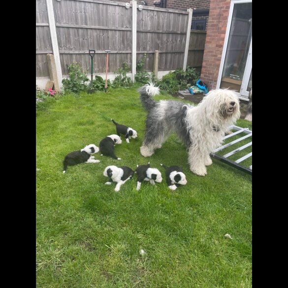 Old English Sheepdog - Both
