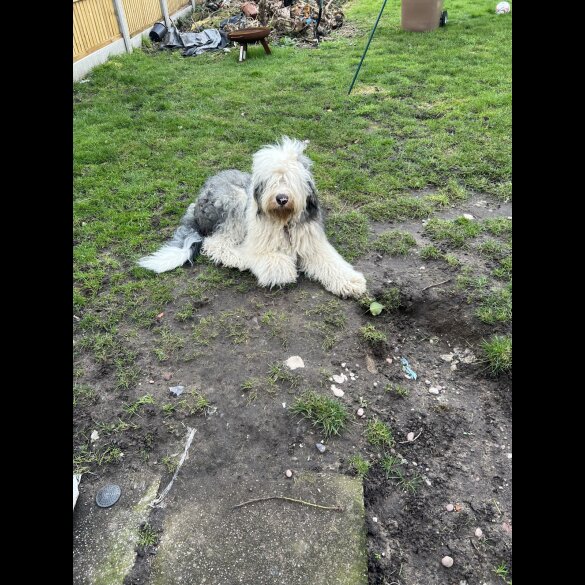 Old English Sheepdog - Both