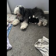 Old English Sheepdog - Both