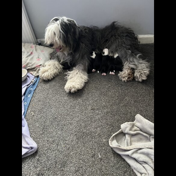Old English Sheepdog - Both