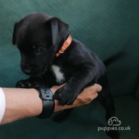 Patterdale Terrier - Both