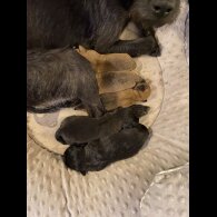 Patterdale Terrier - Both